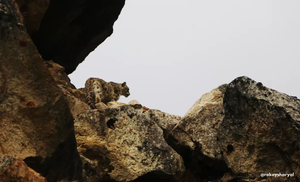 Manaslu Conservation Area: Wildlife, Trekking & Culture 3 Rare snow leopard spotted in the pristine wilderness of Manaslu Conservation Area during Manaslu Circuit Trek, Nepal — breathtaking wildlife encounter captured by our trekking team in May 2025.
