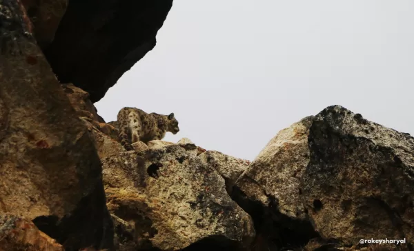 Manaslu Circuit Trek - 15 Days 4 Rare snow leopard spotted in the pristine wilderness of Manaslu Conservation Area during Manaslu Circuit Trek, Nepal — breathtaking wildlife encounter captured by our trekking team in May 2025.