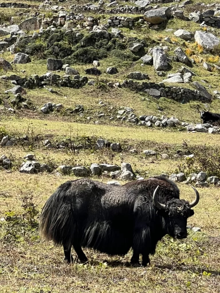 Reviews 8 Yak - Manaslu